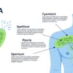 pyuria
